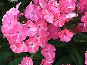 Phlox paniculata