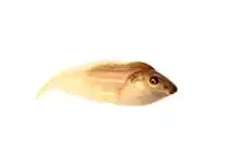 Tadpole