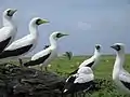 Masked Boobies in Phoenix Islands Protected Area