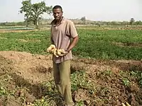 Image 19A farmer with potatoes (from Malian cuisine)