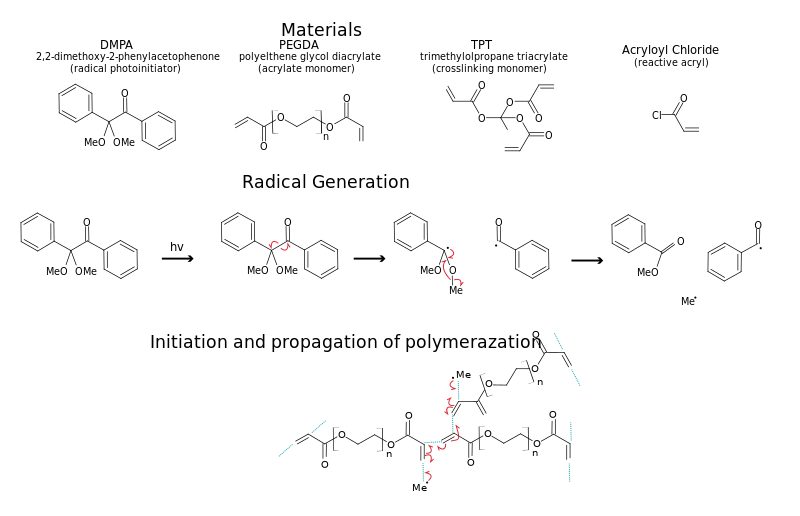 example of acrylate polymerization via radical photoinitiation. This type of hydrogel is sometimes used for biosensors as the conditions used are relatively mind to protein allowing them to be entrapped in the hydrogel, whilst retaining functionality and are porous enough to allow the diffusion of small molecules.