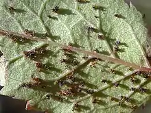 "Phragmidium mucronatum" found on "Rosa canina" in Beskid Wyspowy, Śnieżnica, Poland