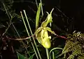 Phragmipedium longifolium