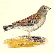 von Kittlitz's illustration (1832)