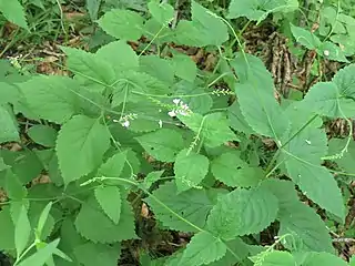 P. oblongifolia