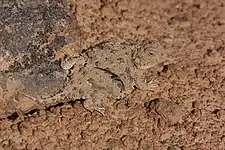 Pygmy short-horned lizard (P. douglasii), Washington, USA (5 June 2014)