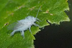 Winged specimen