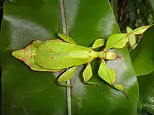 Phyllium bonifacioi, female