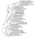 Phylogenetic analysis of Trypanosoma ssp. and T. irwini using partial sequence analysis of 18S rDNA and gGAPDH