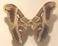 Eri silkmoth