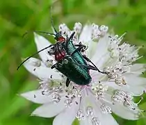 Mating