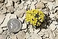 Flowering bladderpod juxtaposed to dime