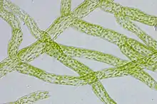 Protonema cells of P. patens