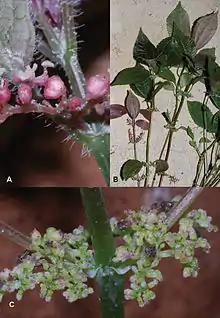 A collage of Pilea cavernicola including closeups