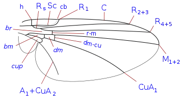 Phytomyzinae wing veins