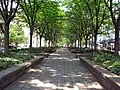 Inside the shade trees.