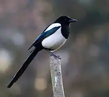 Eurasian magpie