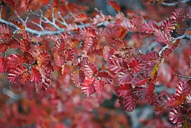 Fall lenga leaves, Cerro Catedral, Bariloche, Argentina