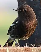 Pied bush chat near Chandigarh.