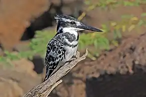 Immature male C. r. rudisUganda