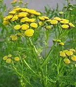 Tanacetum vulgare