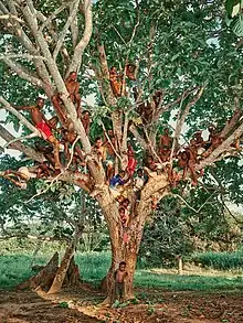 Photograph taken in the Odzala Kokoua National Park by Pieter Henket, and published in the book Congo Tales.