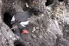 A black bird with white spot on wings stands on a cliff nest to a hole