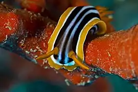 Chromodoris quadricolor