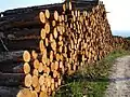 Timber production