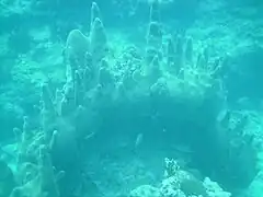 A large colony at Marker 32 reef in the Florida Keys, June 2010