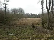 Lymington River Reedbeds