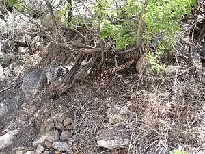 Gila Monster near trail