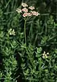 Plant of Pimpinella major ssp. rubra