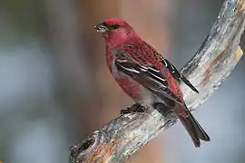 Pine grosbeak (Pinicola enucleator)