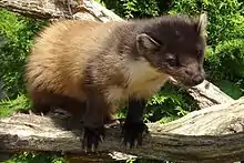 Brown and black mustelid