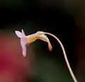 Side view of a P. filifolia flower