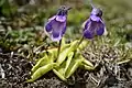 Common butterwort