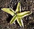 Pinguicula vulgaris near Mývatn, northern Iceland