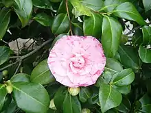 Double-flowered camellia cultivar