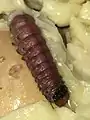 Pink coloured larva