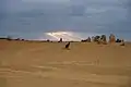 Kangaroo in Nambung National Park