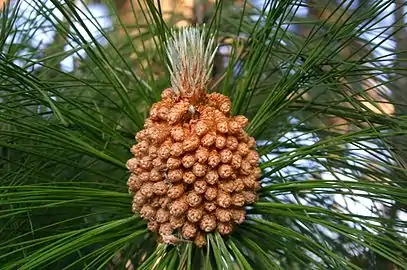 Male cones