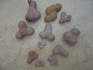 The male genital-shaped pebbles found on the southern beaches of the lake