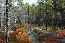 P. banksiana forest with Vaccinium groundcover in Neil's Harbour, Nova Scotia.