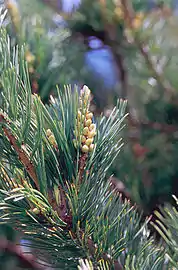 Male cones of a limber pine, eastern Sierra Nevada, California