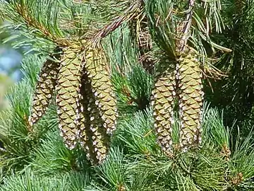 Foliage and cones