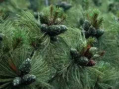 Siberian Dwarf Pines