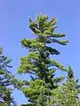 Pinus strobus