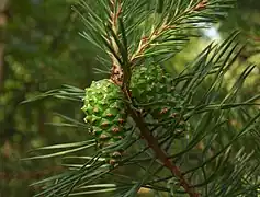 Leaves and cones, Poland