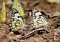 Mudpuddling in Chinnar WLS Kerala, India